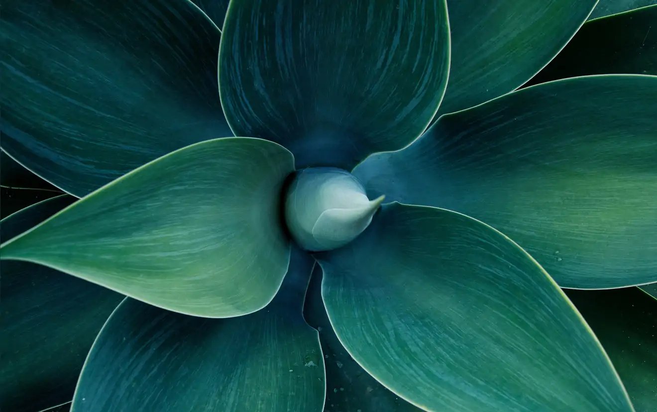 green-plant.jpg